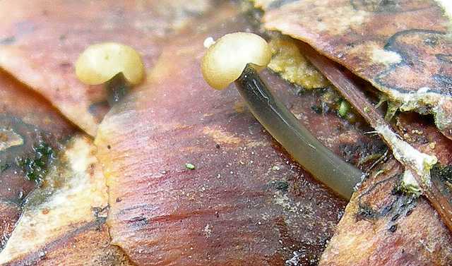 Una peziza nel sacco e altre specie primaverili